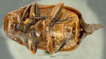Media type: image; Entomology 20026   Aspect: habitus ventral view